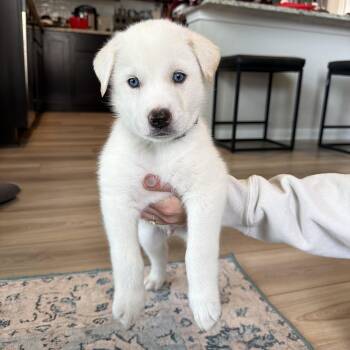 Shepherd and Husky Dogs Available for Adoption - Renly | PetCurious