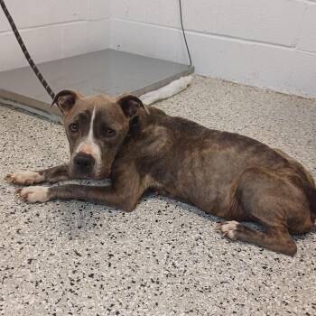 Princess Sugarcube -  American Staffordshire Terrier and Mixed Breed Dog for Adoption in Hattiesburg, Mississippi - Princess Sugarcube | PetCurious