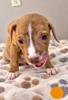 Jupiter -  Mixed Breed Dog for Adoption in St. Augustine, Florida - Jupiter | PetCurious