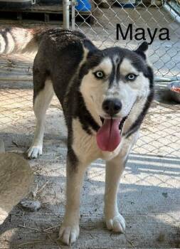 Rescue Siberian Husky Dogs for Adoption in Deer Park, Washington - Maya | PetCurious