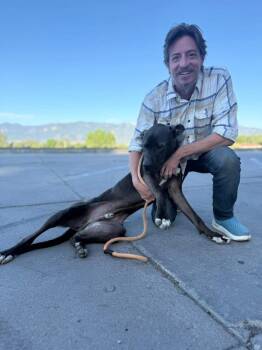 Jim Beam -  Labrador Retriever Dog for Adoption in Colorado Springs, Colorado - Jim Beam | PetCurious