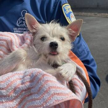 Rescue Cairn Terrier Dogs for Adoption in Greenville, South Carolina - Happy | PetCurious