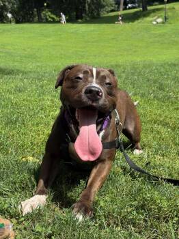 Bearstein -  Mixed Breed Dog for Adoption in New York, New York - Bearstein | PetCurious