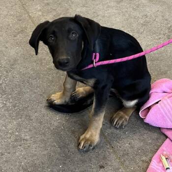 Wendy -  Mixed Breed Dog for Adoption in Las Cruces, New Mexico - Wendy | PetCurious