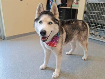 BENJAMIN -  Siberian Husky Dog for Adoption in Tustin, California - BENJAMIN | PetCurious