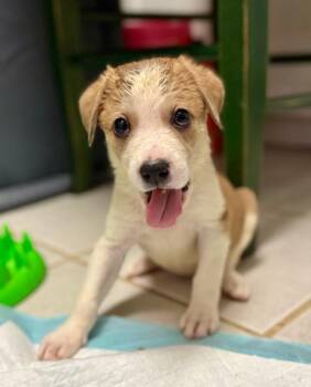 Cera -  Labrador Retriever and Mixed Breed Dog for Adoption in Los Angeles, California - Cera | PetCurious
