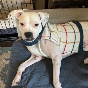 Rescue Pit Bull Terrier Dogs for Adoption in Plainfield, Illinois - Happy | PetCurious