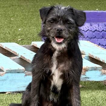 Terrier Dogs Available for Adoption in Hondo, Texas - Tate | PetCurious