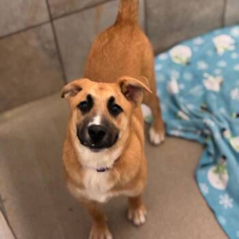 Shepherd Dogs Available for Adoption in South Elgin, Illinois - Alfie | PetCurious