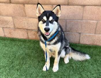 Rescue Siberian Husky Dogs for Adoption in San Marcos, California - URGENT! SAVE ME PLEASE! Dopey #A546262 | PetCurious