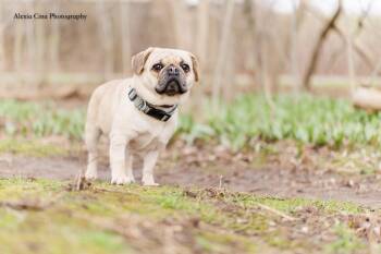 Pug Dogs Available for Adoption in Drumbo, Ontario - Vera | PetCurious
