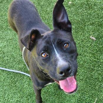 Rescue Black Labrador Retriever Dogs for Adoption in Chattanooga, Tennessee - Saucy Pawci | PetCurious