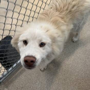 Squidward -  Husky and Alaskan Malamute Dog for Adoption in Bristol, Indiana - Squidward | PetCurious