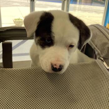 Luco -  Pit Bull Terrier and Husky Dog for Adoption in Montgomery, Alabama - Luco | PetCurious