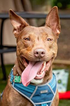 Day Day -  Terrier and Cattle Dog Dog for Adoption in Holly Springs, North Carolina - Day Day | PetCurious