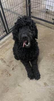 Standard Poodle Dogs Available for Adoption - Shadow | PetCurious