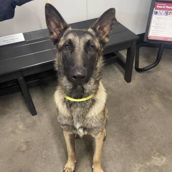 Belgian Shepherd Malinois Dogs Available for Adoption - Gunner | PetCurious