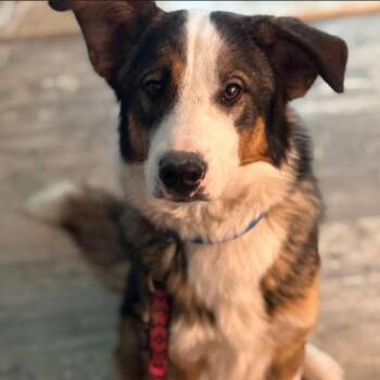 Husky Dogs Available for Adoption in Anchorage, Alaska - Poncho | PetCurious