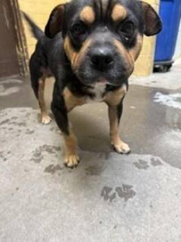 LORD FARQUAD -  Rottweiler Dog for Adoption in Stockton, California - LORD FARQUAD | PetCurious