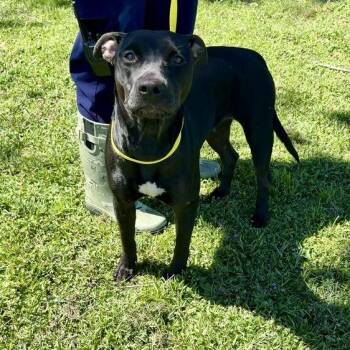Tulip -  Pit Bull Terrier Dog for Adoption in Valdosta, Georgia - Tulip | PetCurious