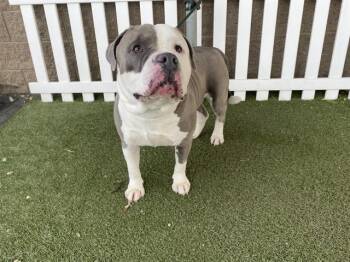 American Bulldog Dogs Available for Adoption - KOBE | PetCurious