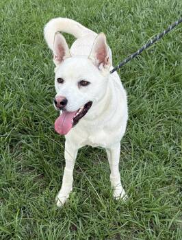 Bo - the sweetest tripod who just wants to be chosen. -  White German Shepherd and Husky Dog for Adoption in Conway, South Carolina - Bo - The Sweetest Tripod Who Just Wants To Be Chosen. | PetCurious