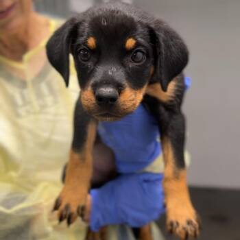Gordy A2286605 -  Rottweiler Dog for Adoption in Los Angeles, California - Gordy A2286605 | PetCurious