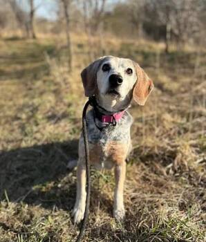 Rescue Beagle Dogs for Adoption in Guelph, Ontario - Maddie | PetCurious