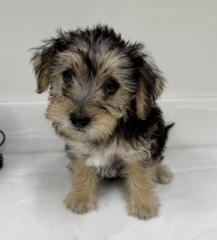 Pooh -  Yorkshire Terrier and Maltipoo Dog for Adoption in Cypress, California - Pooh | PetCurious