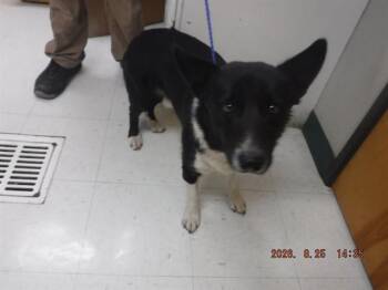 CASH -  Cardigan Welsh Corgi and Border Collie Dog for Adoption in Oroville, California - CASH | PetCurious