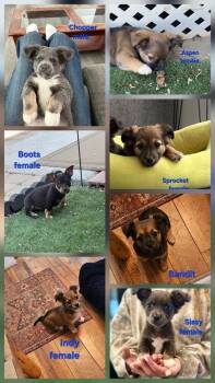 Harley litter -  Spaniel and French Bulldog Dog for Adoption in Bend, Oregon - Harley Litter | PetCurious