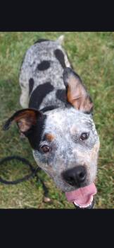 Cattle Dog Dogs Available for Adoption in Berea, Kentucky - Outlaw | PetCurious