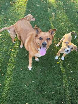 Miss Roxy -  Cattle Dog Dog for Adoption in Salt Lake City, Utah - Miss Roxy | PetCurious