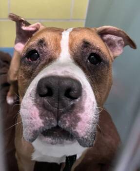 Chameleon -  Mixed Breed Dog for Adoption - Chameleon | PetCurious