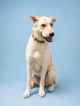 Golden Retriever Dogs Available for Adoption in Westminster, Maryland - RADO | PetCurious