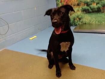 A553562 -  Labrador Retriever and Border Collie Dog for Adoption in Moreno Valley, California - A553562 | PetCurious