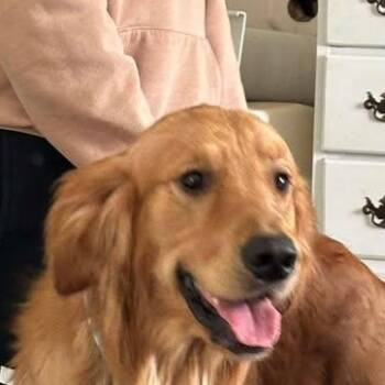 Golden Retriever Dogs Available for Adoption - Meeko (20260403-06) | PetCurious