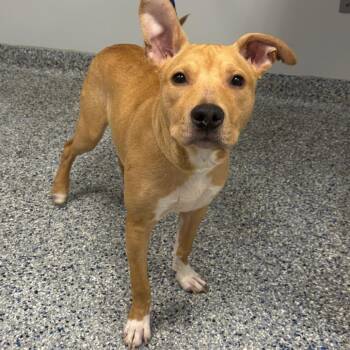 Rockie -  Retriever Dog for Adoption in Greenville, South Carolina - Rockie | PetCurious