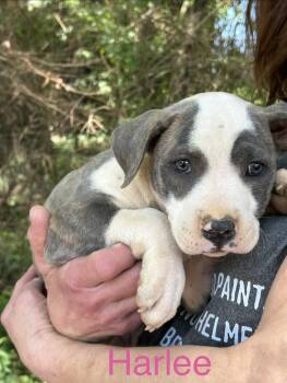 Pit Bull Terrier and American Staffordshire Terrier Dogs Available for Adoption in Texarkana, Texas - Harlee | PetCurious