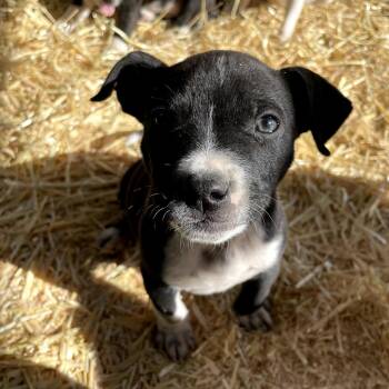 Cattle Dog and Mixed Breed Dogs Available for Adoption - Hornet | PetCurious