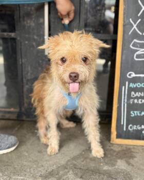 Drip Drop -  Yorkshire Terrier Dog for Adoption in New York, New York - Drip Drop | PetCurious