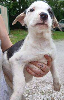 Rescue Terrier Dogs for Adoption in Princeton, Indiana - Johnny | PetCurious