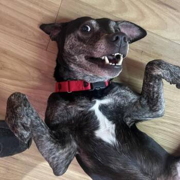 Mixed Breed Dogs Available for Adoption - Benjamin | PetCurious