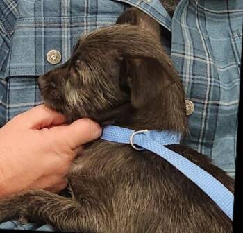 Chihuahua Dogs Available for Adoption - Mugsy | PetCurious