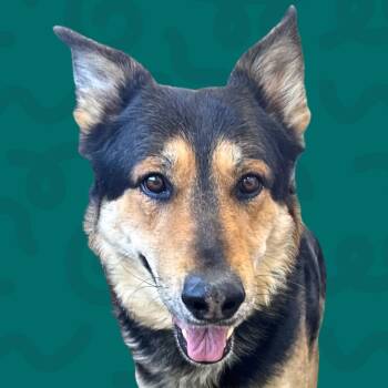 Rescue German Shepherd Dog Dogs for Adoption in Reno, Nevada - Summit | PetCurious