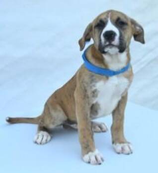 Hound and Mixed Breed Dogs Available for Adoption in Kansas City, Missouri - Gunther | PetCurious