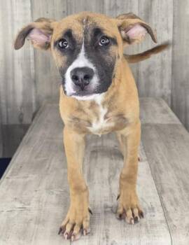 Duke -  German Shepherd Dog and Mixed Breed Dog for Adoption in Shreveport, Louisiana - Duke | PetCurious