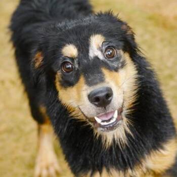 Lola -  Australian Shepherd and Mixed Breed Dog for Adoption - Lola | PetCurious
