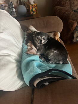 Rescue Chihuahua Dogs for Adoption in Middlesex, North Carolina - Gizmo | PetCurious