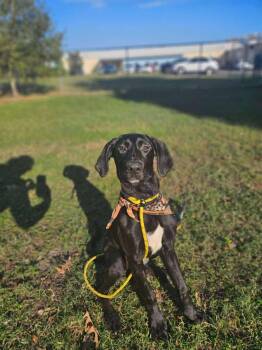 Rescue Great Dane and Black Labrador Retriever Dogs for Adoption in Pensacola, Florida - Dobby | PetCurious